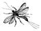 Ichneumon Wasp vintage illustration