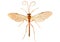 Ichneumon Wasp on white Background