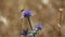 Ichneumonid orange wasp (Trogus) on a Eryngium dilatatum (Sea Holly) blue thistle