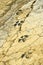 Ichnites Paleontological Deposit of Fuentesalvo, Spain