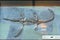 Ichthyosaurus Gallery, Natural History Museum, London