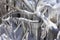 Icicle Abstract upon Branches.