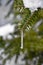 Icicle in a branch of spruce pine tree