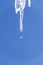 The icicle melts and drops drip against the blue sky. Early spring