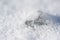 Icicle on the snow, macro image with small depth of field