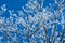 Icicle tree against blue sky in winter