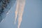 Icicle on a tree trunk in winter