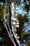 Icicles in a cedar bush. Abstract natural patterns created by water and light.