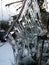 Icicles on Clematis bushes in garden