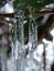 Icicles on Clematis bushes in garden