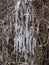 Icicles, Clematis in a crust of ice