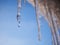 Icicles and a drop of melt water on a background of blue sky close-up. Snow melting. The beginning of spring and the warm season,