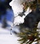 Icicles on fir branches