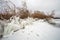 Icicles and icy frozen branches of tree at the coast.