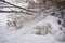 Icicles and icy frozen branches of tree at the coast.