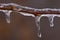 Icicles on Red Twig