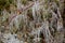 Icicles on tree branches