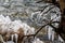 Icicles on trees and grass by lake