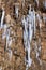 Icicles in a Winter Landscape in Zion National Park Utah