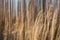 ICM-Birch trees and golden grass with blue sky