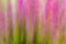 ICM Pink Flowers Green Foilage