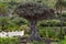 Icod de los Vinos, Spain, 01/20/2015 - the alleged 1000 year old dragon tree