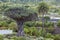 Icod Spain. 03-05-2019. Old millenary  Dragon Tree and Palm Tree at  Icod de los Vinos in Tenerife. Canary Islands.