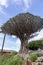 Icod Spain. 03-05-2019. Old millenary  Dragon Tree and Palm Tree at  Icod de los Vinos in Tenerife. Canary Islands.