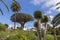 Icod Spain. 03-05-2019. Old millenary  Dragon Tree and Palm Tree at  Icod de los Vinos in Tenerife. Canary Islands.