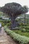 Icod Spain. 03-05-2019. Old millenary  Dragon Tree and Palm Tree at  Icod de los Vinos in Tenerife. Canary Islands.