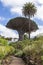 Icod Spain. 03-05-2019. Old millenary  Dragon Tree and Palm Tree at  Icod de los Vinos in Tenerife. Canary Islands.