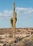 Icon of the American Southwest, the Saguaro Cactus