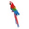 Icon beautiful multi-colored macaw parrot on a white background.