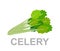 Icon Celery whole and section