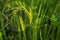 Icon concept at paddy rice product for environmental social, Agricultural technology and organic agriculture hold rice ears with