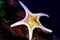 Icon Double Sea Star Iconaster longimanus