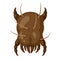 Icon dust mite insect.