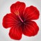 Icon of hibiscus flower, vector floral symbol.