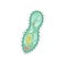 Icon of paramecium caudatum. Specie of unicellular organism. Biology