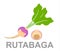 Icon rutabaga whole and section