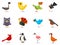 Icon Set - Birds