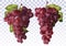Icon set red grapes. Fresh red grapes on transparent background. Table grapes. 3D realistic grapes. Wine grapes. Vector