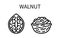 Icon Walnut Line Simple Style. Kernel Is A Nut Shell. Source of vegetable milk. Vector sign in a simple style isolated
