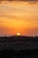 Iconic Africa sunset and orange sky with large sun, over the Masaai Mara Reserve in Kenya