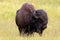 Iconic american Bison Buffalo bull in Hayden Valley in Yellowstone National Park USA