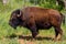 An Iconic American Bison (or Buffalo) in Oklahoma.