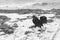 Iconic Avian Presence: Key West\\\'s Rooster in Beach Monochrome