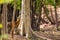 The iconic B2 male Bengal tiger marks his territory in Bandhavgarh in India