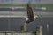 Iconic Bald Eagle Flying Off a Pier