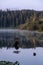 Iconic Bonsai Tree at the Fairy Lake. Port Renfrew, Vancouver Island, British Columbia, Canada